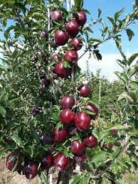 High density apple farming in Kashmir