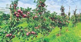 High density apple farming in Kashmir