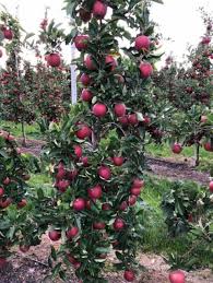 High-density apple farming in Kashmir
